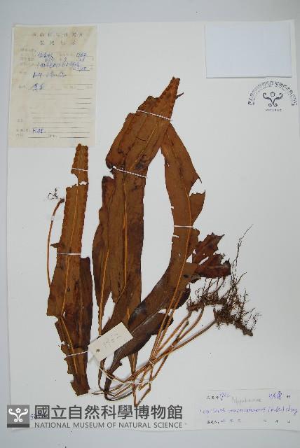 大瓦葦藏品圖，第1張