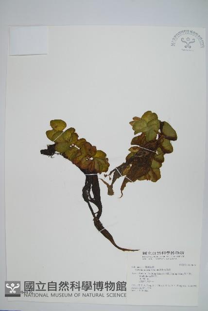 人厭槐葉蘋、速生槐葉蘋藏品圖，第1張