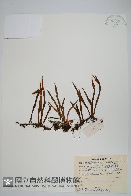 Accession Number:P008776 Collection Image, Figure 1, Total 2 Figures