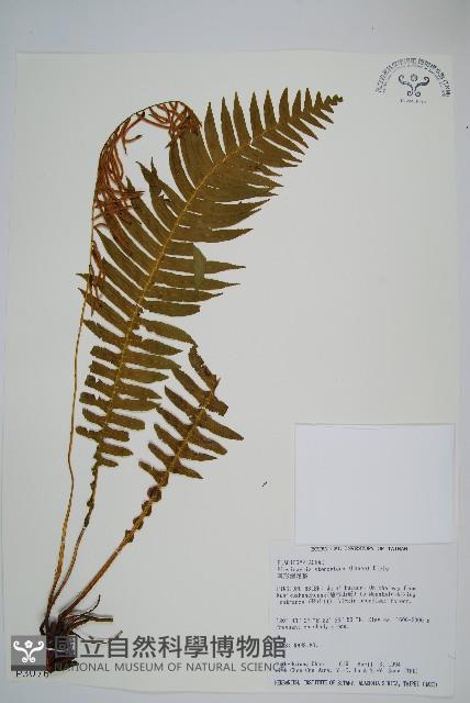 耳形瘤足蕨藏品圖，第1張