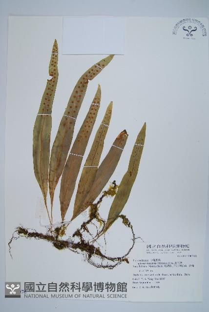 玉山瓦葦藏品圖，第1張