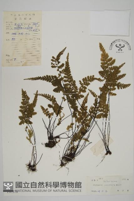 線裂鐵角蕨藏品圖，第1張