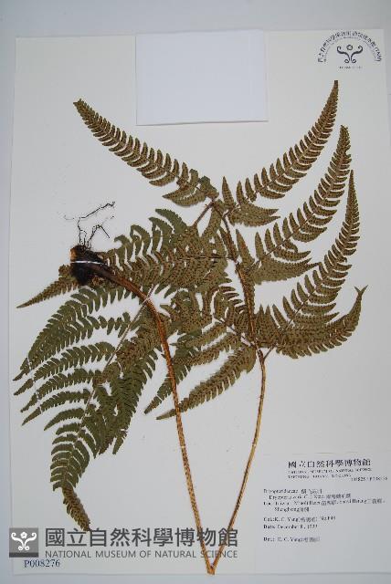 南海鱗毛蕨藏品圖，第1張