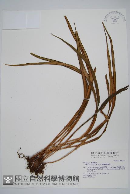 Accession Number:P003576 Collection Image, Figure 1, Total 2 Figures