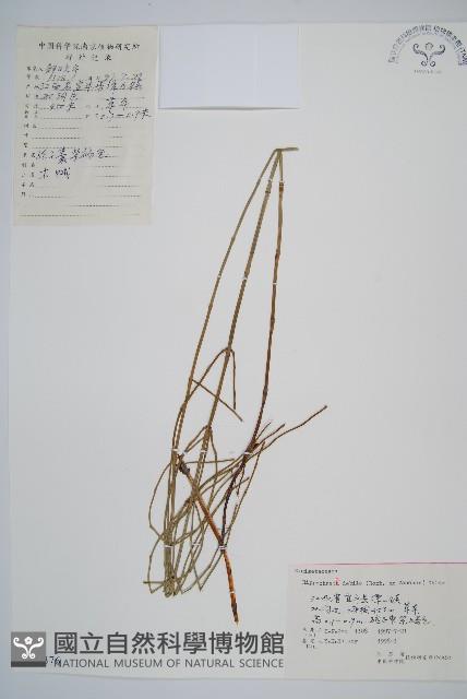 芼管草藏品圖，第1張