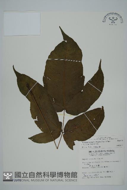 南投三叉蕨藏品圖，第1張