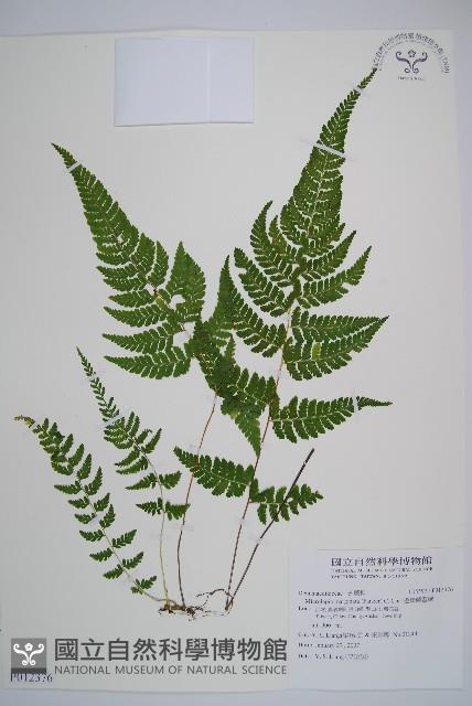 邊緣鱗蓋蕨藏品圖，第1張