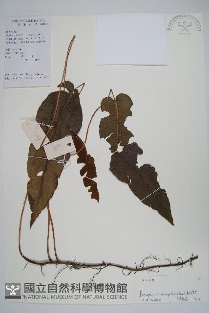 單葉新月蕨藏品圖，第1張