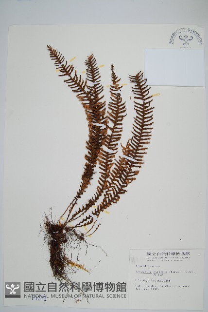 穴子蕨藏品圖，第1張