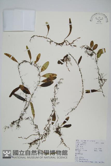 抱石蓮藏品圖，第1張