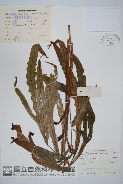 崇澍蕨藏品圖，第1張