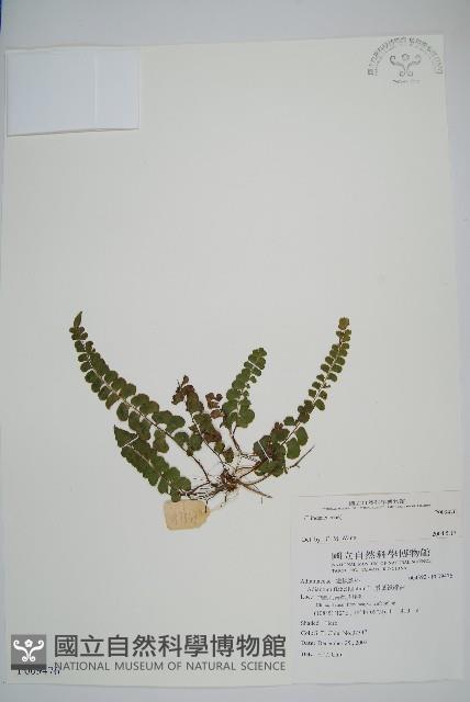 登錄號:P009476藏品圖，第1張