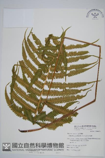 密毛毛蕨藏品圖，第1張