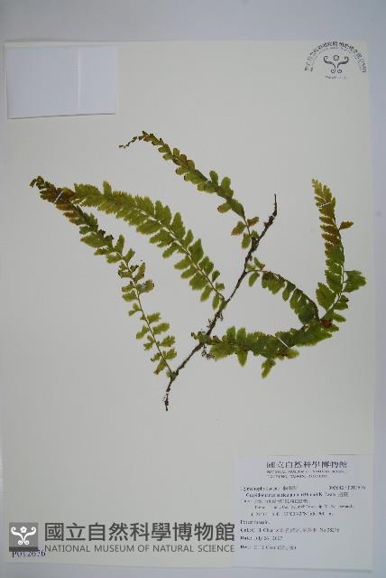 瓶蕨藏品圖，第1張