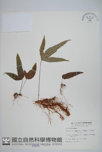 三葉茀蕨藏品圖，第1張