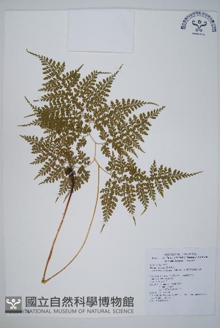 彎柄假複葉耳蕨藏品圖，第1張