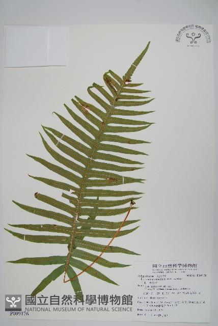 阿里山水龍骨藏品圖，第1張