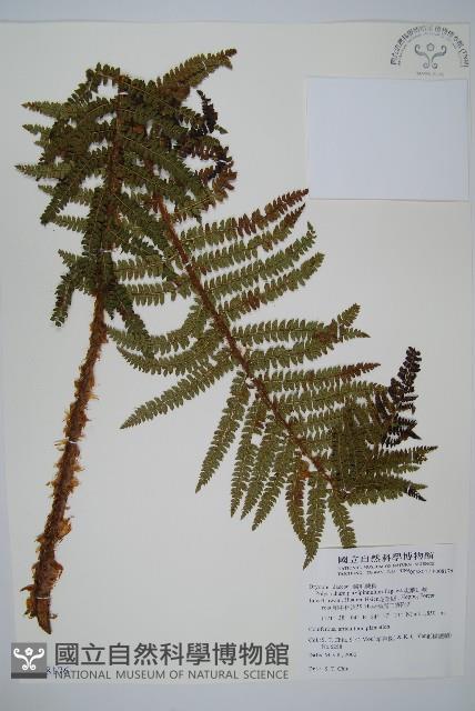 尖葉耳蕨藏品圖，第1張