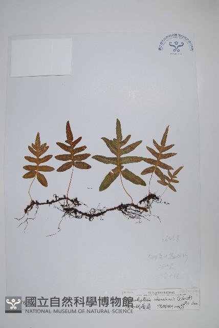 陜西假瘤蕨藏品圖，第1張