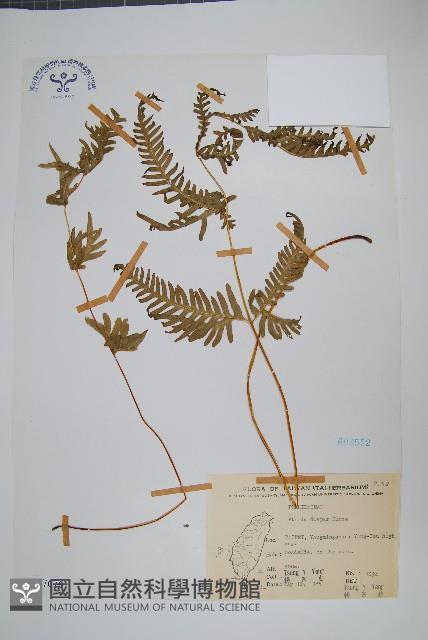 天草鳳尾蕨藏品圖，第1張