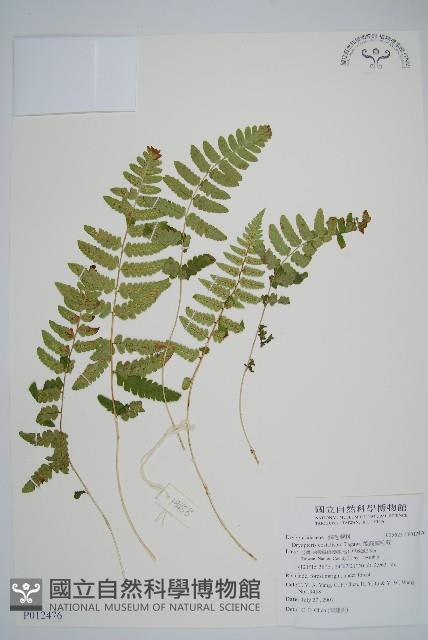 能高鱗毛蕨藏品圖，第1張