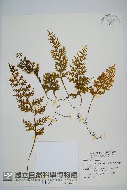 蕗蕨藏品圖，第1張