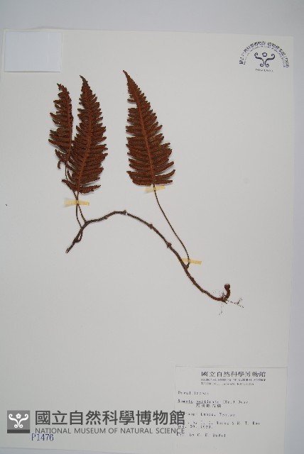 馬來陰石蕨藏品圖，第1張