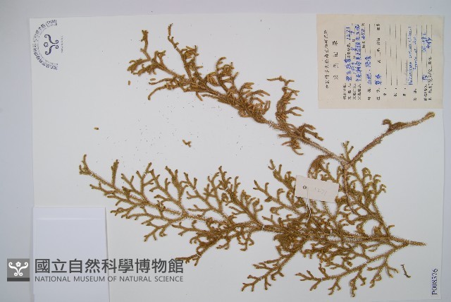 燈龍草藏品圖，第1張