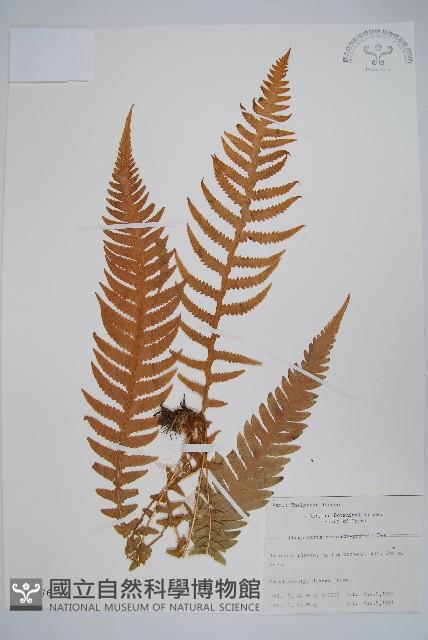 登錄號:P003476藏品圖，第1張