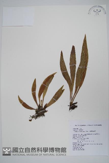 臺灣車前蕨藏品圖，第1張