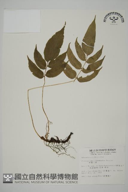 華鳳丫蕨藏品圖，第1張