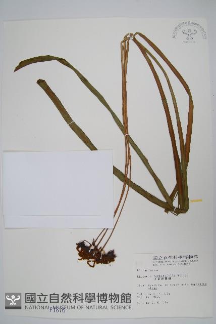 垂葉書帶蕨藏品圖，第1張