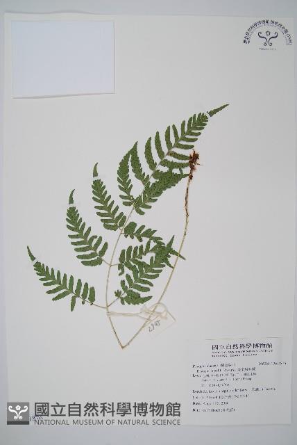 臺東鱗毛蕨藏品圖，第1張
