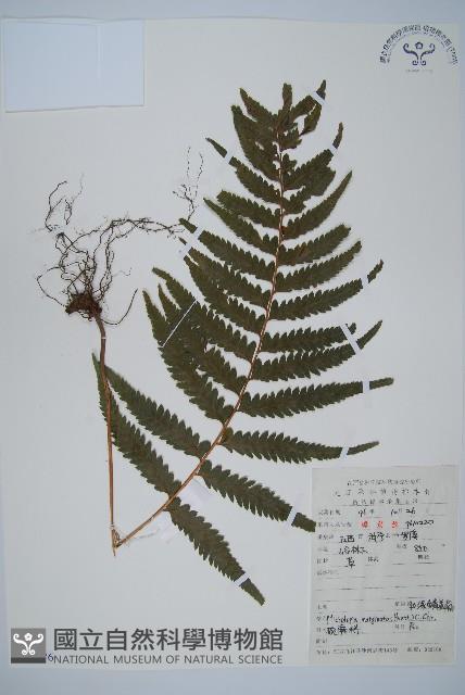 邊緣鱗蓋蕨藏品圖，第1張