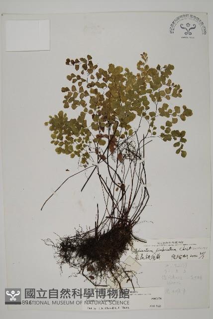 長蓋鐵線蕨藏品圖，第1張