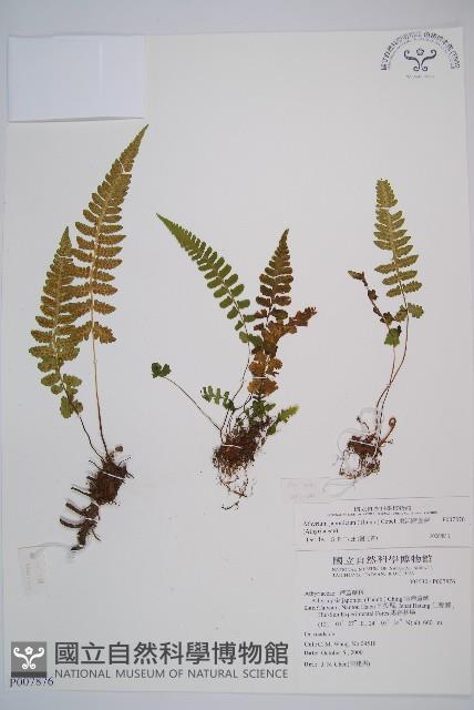 東洋蹄蓋蕨藏品圖，第1張