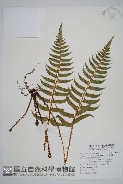 鞭葉耳蕨藏品圖，第1張