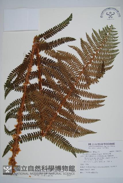 兒玉氏耳蕨藏品圖，第1張