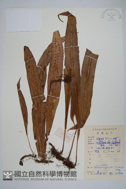 Accession Number:P008976 Collection Image, Figure 1, Total 2 Figures