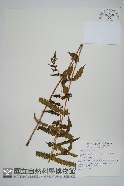 野小毛蕨藏品圖，第1張