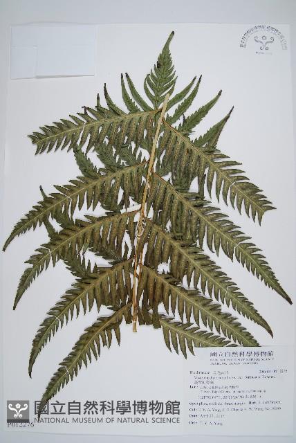 臺灣狗脊蕨藏品圖，第1張