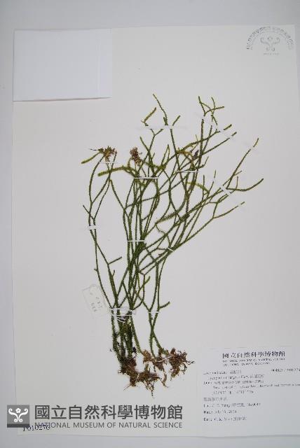 銳葉石松藏品圖，第1張