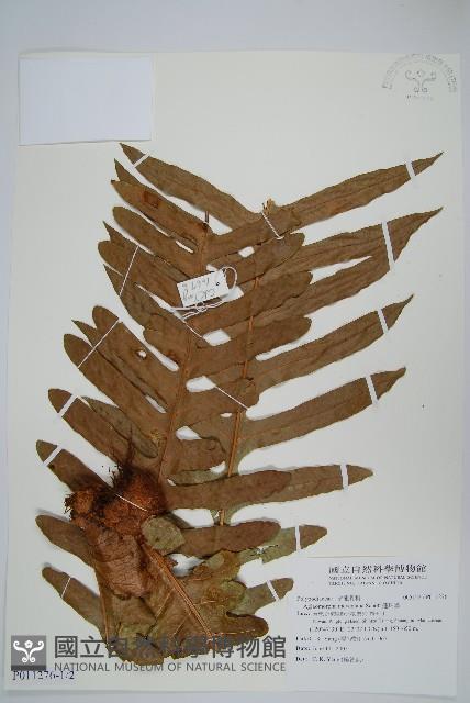 連珠蕨藏品圖，第1張