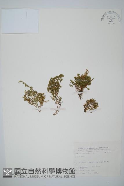 登錄號:P004276藏品圖，第1張