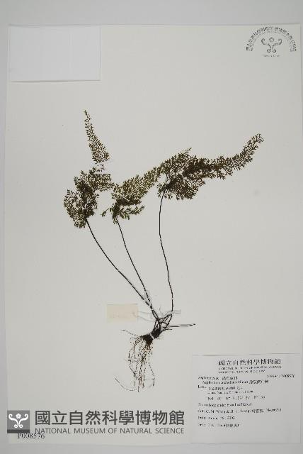 線裂鐵角蕨藏品圖，第1張