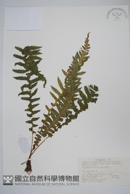 翅軸假金星蕨、短柄卵果蕨藏品圖，第1張