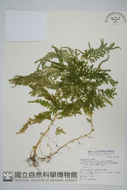 Accession Number:P006986 Collection Image, Figure 1, Total 2 Figures