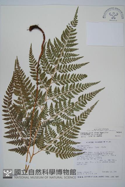 小葉複葉耳蕨藏品圖，第1張