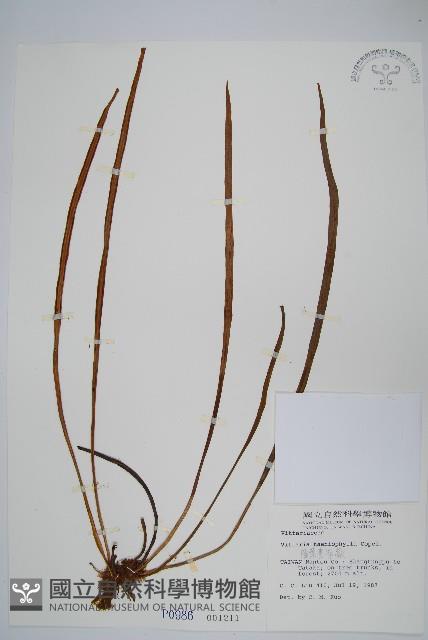 廣葉書帶蕨藏品圖，第1張