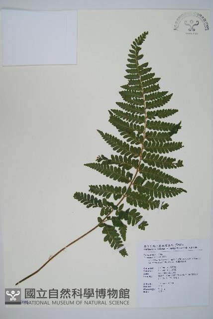 毛囊鱗蓋蕨藏品圖，第1張